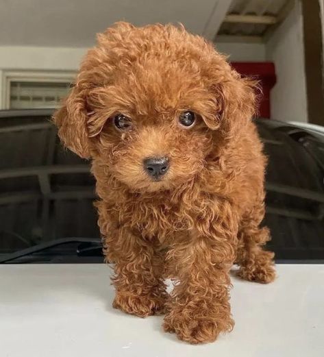 Teacup Poodle Full Grown Teacup Poodle Full Grown, Micro Teacup Poodle, Teacup Poodles For Sale, Toy Poodles For Sale, Puppy Photoshoot, Teacup Poodle Puppies, Small Poodle, Toy Poodle Puppy, Teacup Poodle