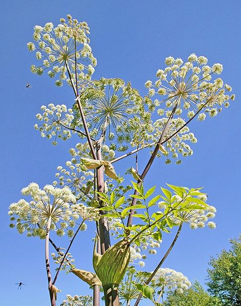 Angelica Plant, Wood Lap Siding, Angelica Flower, Herb Garden In Kitchen, North Europe, Lap Siding, Tarot Astrology, Flower Meanings, Flowers For You