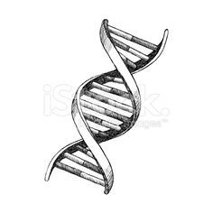 Dna Drawing Easy, Dna Helix Drawing, Dna Model Drawing, Dna Helix Model, Dna Structure Drawing, Dna Drawing Science, Dna Helix Art, Dna Art Illustrations, Dna Drawing Art