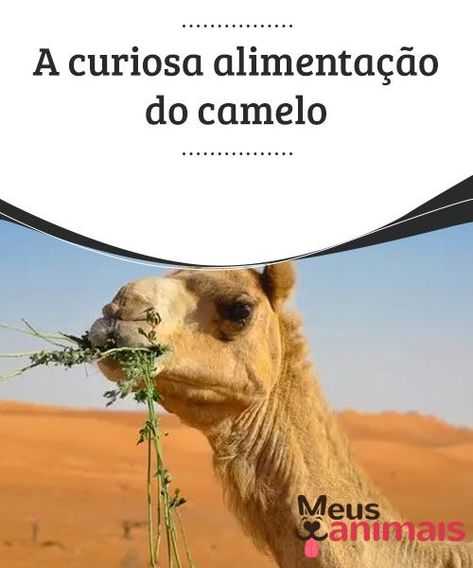 Camelos, saiba tudo sobre a curiosa alimentação desses animais  Em geral, os camelos são herbívoros e sua dieta contém sal; então eles geralmente comem pastos e plantas salgadas do deserto. Eyebrow Tutorial, Camel, Animals