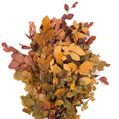 Copper Beach, Copper Beech, Dark Fairytale, September Wedding, Floral Wedding, Copper, Google Search, Plants, Floral