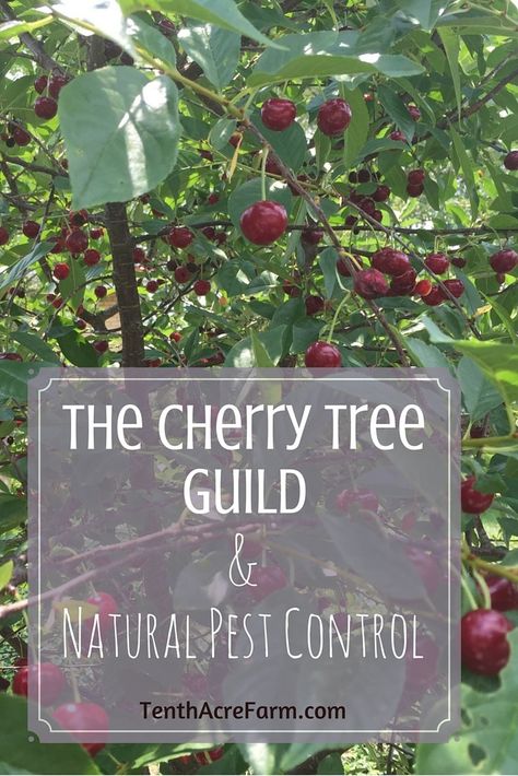 Cherry trees are a good choice for home fruit production, but pests can sometimes be a problem. Here's how we planted our cherry trees using a permaculture guild - a combination of plants that works together to produce more healthy cherries. Cherry Tree Guild, Fruit Tree Guild, Tree Guild, Growing Fruit Trees, Natural Pest Control, Cherry Trees, Food Forest, Forest Garden, Garden Guide