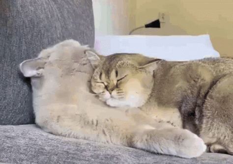 Cat Hug GIF - Cat Hug Cat Hug - Discover & Share GIFs Cat Hug Gif, Hug Gif, Animal Hugs, Cat Hug, Honey Bear, Love Gif, Cat Gif, A Cat, Cute Love