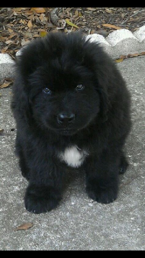 I want one Newfoundland Dog Puppy, Pet Anime, Newfoundland Puppies, Terra Nova, Fluffy Puppies, Labrador Retriever Puppies, Newfoundland Dog, Black Dog, Newfoundland