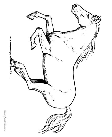 Horse coloring sheet 039 Show Jumping Horses, Free Horses, Running Horse, Horse Coloring Pages, Adult Colouring Pages, Horse Crafts, Horse Pattern, Horse Drawings, Color Magic