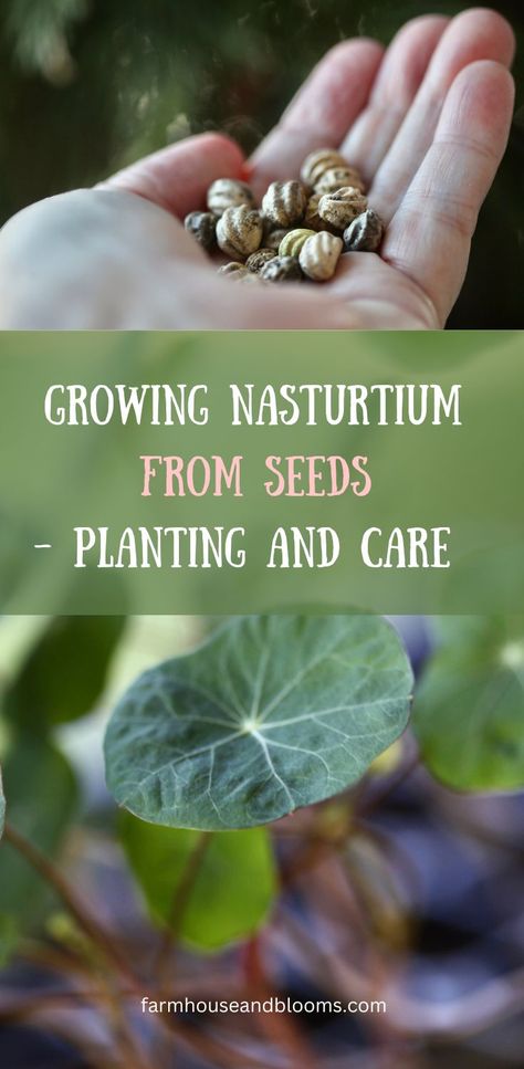 two pictures, one of a handful of nasturtium seeds, and one of nasturtium seedlings How To Grow Nasturtiums, Growing Nasturtium From Seed, Planting Nasturtium Seeds, Nasturtiums In The Garden, Nasturtium In Pots, Trailing Nasturtium, Nasturtium Garden, Seed Starting Containers, Plants That Repel Bugs