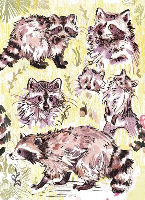 Raccoon Art Wallpaper, Racoons Drawing, Silly Raccoon Drawing, Pine Marten Drawing, Raccoon Drawing Reference, Cute Racoon Drawings, Raccoon Drawing Cute, Raccoon Doodle, Cute Raccoon Drawing