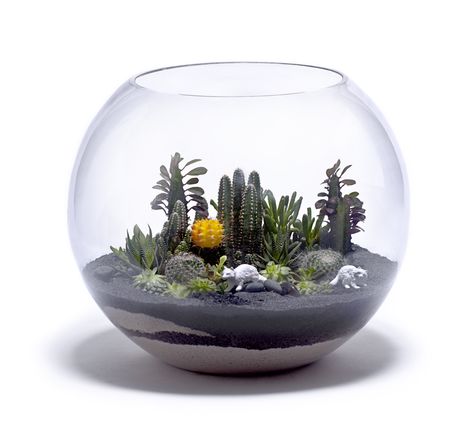 Terrarium Scene, Cactus Terrarium, Dish Garden, Deco Originale, Indoor Gardens, Garden Terrarium, Terrarium Plants, Succulent Terrarium, Ornamental Plants