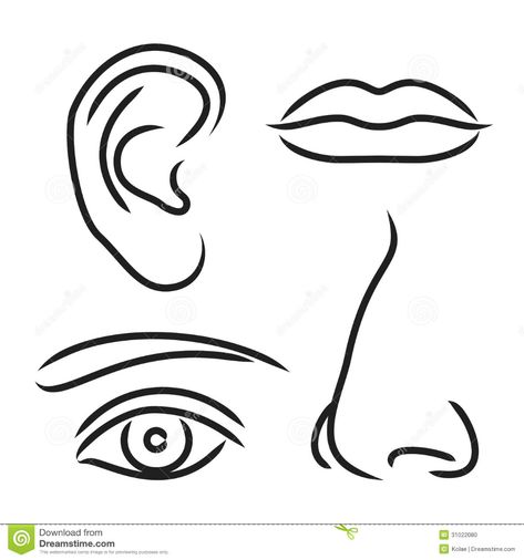 Vector Illustration Nose, Ear, Mouth And Eye Stock Vector - Illustration of person, senses: 31022080 Mouth Clipart, Ear Picture, Eyes Clipart, How To Draw Ears, Eyes Images, Sequencing Pictures, Eye Images, Nose Drawing, Boy Illustration