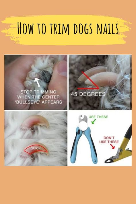 Dogs Nails, Trimming Dog Nails, Meds For Dogs, Dog Grooming Tools, Nail Trimming, Dog Grooming Tips, Veterinary Services, Vet Med, Popular Nail Designs