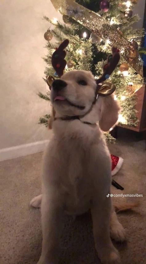 Dog On Christmas, Cute Christmas Dogs, Christmas Dogs Aesthetic, Dogs And Christmas, Christmas Wallpaper Dog, Dog Christmas Wallpaper, Christmas Dog Wallpaper, Christmas Dog Funny, Cute Christmas Pictures