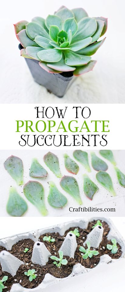 How To Start Succulents From Leaves, Starting Succulents From Leaves, Starting Succulents, How To Root Succulents, Propagate Succulents From Cuttings, How To Root Succulent Cuttings, Growing Succulents From Leaves, How To Grow Succulents From Leaves, Diy Propagation Wall