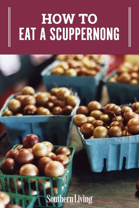 Scuppernong Wine Recipe, Scuppernong Jam, Scuppernong Recipes, Scuppernong Jelly, Fruit Tartlets, White Grapes, Grape Uses, Grape Recipes, Dry Wine