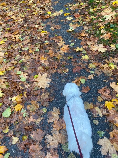 Walking The Dog Aesthetic, Dog Walk Aesthetic, Dog Walking Aesthetic, Autumn Aura, September Mood, Dog Autumn, Fall Autumn Aesthetic, September Fall, Dog Walks