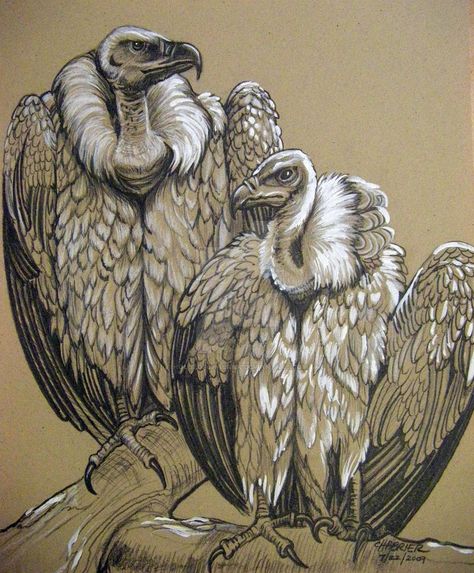 Vulture Marvel, Turkey Vultures, King Vulture, Bearded Vulture, Woodcut Art, Vulture Culture, Kawaii Tattoo, White Chalk, A Level Art