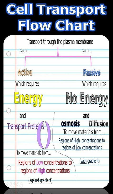 Biology Cell, Passive Transport, Active Transport, Cell Transport, Active Passive, Biology Resources, Dna Replication, Compare Contrast, Plasma Membrane