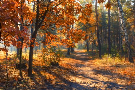 자작나무 그림, Helloween Wallpaper, Afternoon Sun, Night Forest, Autumn Nature, Watercolor Landscape Paintings, Autumn Scenery, Nature Art Painting, Autumn Painting