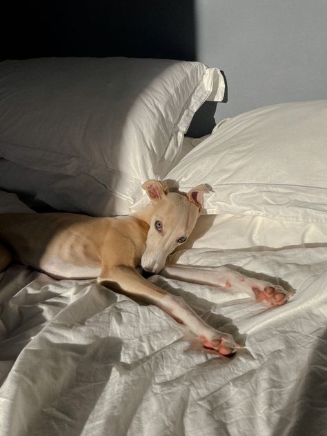 Fawn whippet puppy laying on a bed with white sheets Whippet Puppy, Italian Greyhound Puppies, Greyhound Puppy, Whippet Puppies, Italian Greyhound Dog, Whippet Dog, Pablo Escobar, Pets 3, Grey Hound Dog