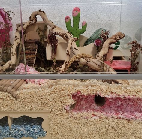 Cute Pink hamster enclosure Mouse Enclosure, Hamster Terrarium, Pink Hamster, Hamster Enclosure, Seashell Bowl, Wooden Cactus, Cactus Photo, Desert Theme, Under The Sea Theme