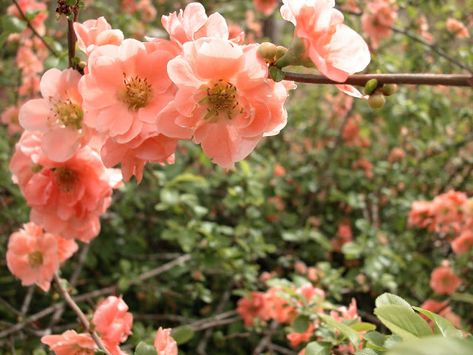 MARIETTE'S BACK TO BASICS: {Chaenomeles Japonica - Japanese flowering quince} Chaenomeles Japonica, Flowering Quince, Rose Arbor, Mushroom Cultivation, 16 October, Baccarat Crystal, Flowering Shrubs, October 15, Flowering Vines