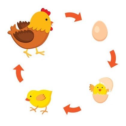 Reproduce (Reproduzir) Acrylic Painting For Kids, Nature Crafts Kids, Chicken Life Cycle, Farm Animal Crafts, Baby Cartoon Drawing, Artsy Background, Kindergarden Activities, Chicken Crafts, Science Crafts