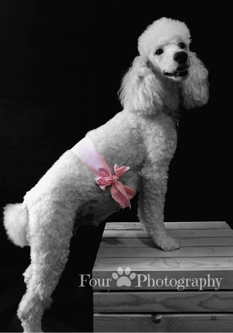 Dog maternity photos Dog Maturity Photoshoot, Dog Maternity Shoot Ideas, Pregnant Dog Photoshoot, Pregnant Dog Maternity Shoot, Dog Pregnancy Announcement Puppies, Dog Pregnancy Photo Shoot, Puppy Litter Photoshoot Ideas, Dog Maternity Shoot, Christmas Maternity Pictures