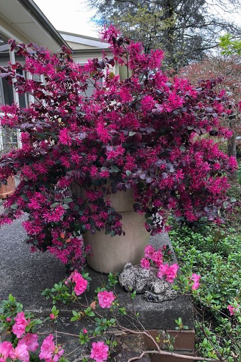 Plant Growers Australia - Loropetalum Plum Gorgeous Carolina Midnight Loropetalum, Purple Daydream Loropetalum, Jazz Hands Loropetalum, Red Diamond Loropetalum, Garden Inspo, Asian Garden, Red Leaves, Red Diamond, Shade Plants