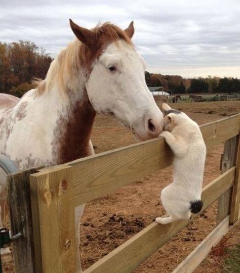 Hello, friend. Regnul Animal, Animals Friendship, Horse Pictures, Horse Love, White Horse, Sweet Animals, Animal Photo, A Horse, 귀여운 동물