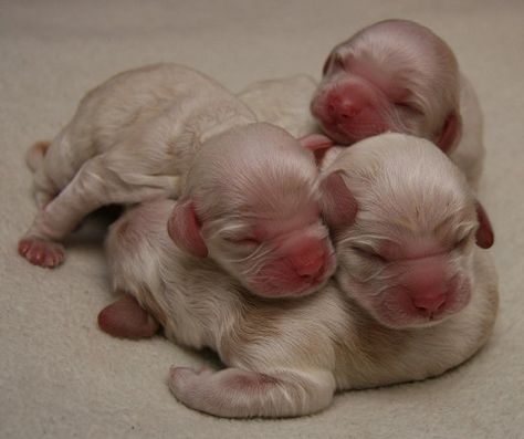 Newborn Animals, Newborn Puppies, Cocker Spaniel Puppies, Cocker Spaniel Dog, Spaniel Puppies, Pit Bulls, Baby Puppies, Animal Friends, Itty Bitty