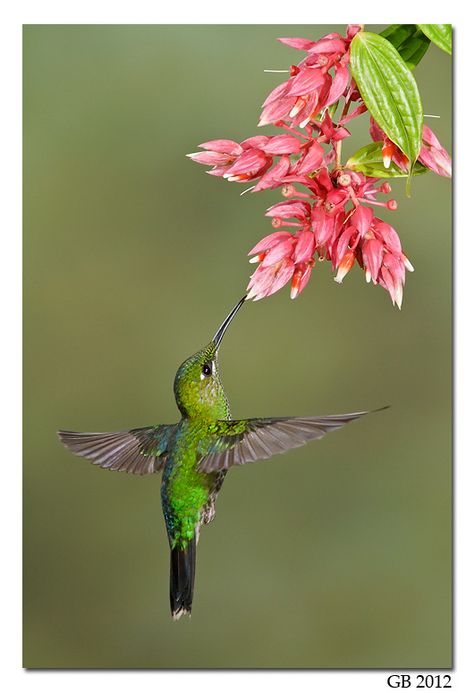 Hummingbirds - Nature Animals Birds Hummingbird GREEN-CROWNED BRILLIANT Hummingbird Quilt, Green Hummingbird, Hummingbirds Photography, Hummingbird Pictures, Hummingbird Art, Bee Eater, Hummingbird Tattoo, Chickadees, Humming Bird