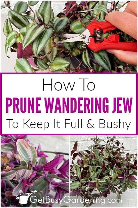 Pruning wandering jew plants is easy, and even a beginner can successfully tackle it with help from my detailed guide. I’ve shared my best tips for pruning Tradescantia, along with step by step instructions, helpful tool suggestions, and the right techniques to use. It’s an easy way to learn how to keep your wandering jew full and bushy. Check it out and discover how simple it is to prevent legginess and encourage fuller growth by establishing a regular pruning routine for your wandering jew. Wondering Jew Plant Care, Plant Container Ideas, Wondering Jew Plant, Wandering Jew Plant Care, Wondering Jew, Jew Plant, Pruning Plants, Wandering Jew Plant, Wandering Jew