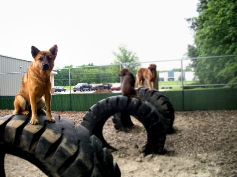 Tires in Dog Park Dog Park Obstacles, Dog Course, Repurposed Tires, Dog Daycare Business, Cat Playground Outdoor, Dog Boarding Facility, Recycled Products, Park Ideas, Obstacle Courses