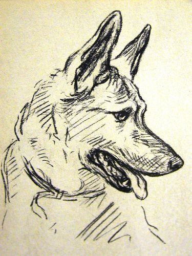 mae Vintage Dog Art, German Shepherd Art, Desen Realist, Animal Drawings Sketches, Dog Art Print, Dog Sketch, White Drawing, Dog Print Art, 문신 디자인