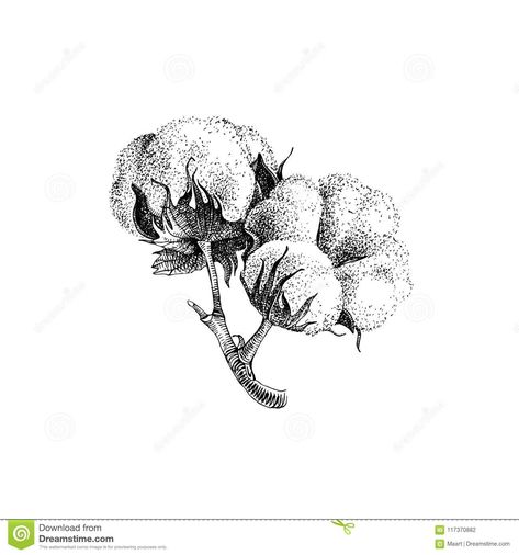 Cotton Plant Tattoo, Cotton Plant Decor, Cotton Flower Drawing, Cotton Flower Tattoo, Plant Illustration Vintage, Cotton Tattoo, Cotton Drawing, Cotton Illustration, Stippling Drawing