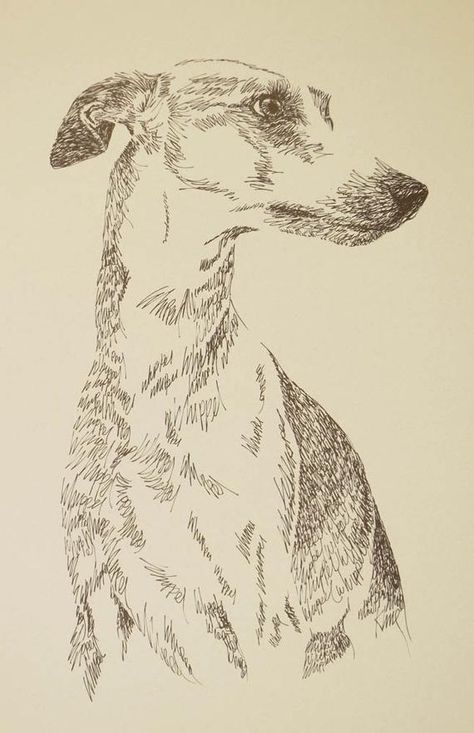 Dog portrait is drawn entirely from the word: Whippet  Whippet 11x17 Dog lithograph signed and numbered by the artist in an edition of 500. Stephen Kline, internationally known artist, has created a new technique using lines of language to make fascinating and charming lithographs of your favorite Dog Sketches, Custom Dog Art, Dog Artist, Greyhound Art, Dogs Name, Whippet Dog, Dog Sketch, Language Art, Into Art