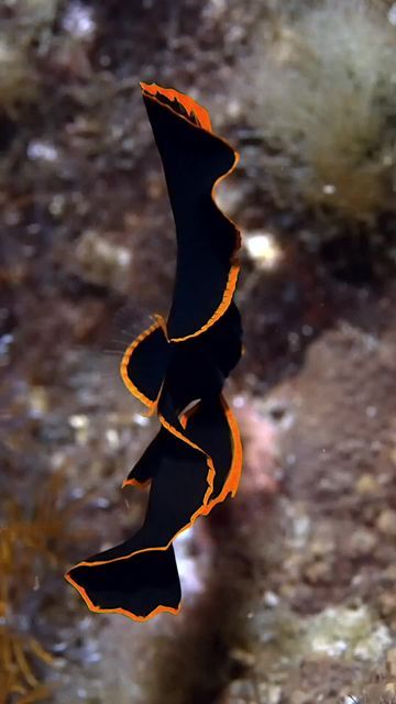 Roam The Ocean on Instagram: "Which one is your favorite 1-5? 😍⁣ Tag a friend!⁣ ⁣ ⁣ 1. Do you know what this is?? 🤓⁣ Tag a friend who'd love this!⁣ ⁣ The mesmerising Spanish Dancer 💃🏻 which sounds a lot better than Nudibranch or Sea Slug 💫⁣ ⁣ This one was about the size of a thumb, so seeing it in the open with 10 metres of depth, was very fortunate..what a sight! 🫶🏼⁣ ⁣ 🎥 @luchi.in.the.jungle⁣ ⁣ ⁣ 2. 1. A Spanish Dancer elegantly rises to the surface 💃⁣ Tag a friend who'd love this!⁣ Video by @barefoot.wandering⁣ It’s rare to find these animals swimming freely, so to stumble across this one in crystal clear water was just beautiful.⁣ ⁣ #ocean #sea #spanishdancer #underwatervideo #uwvideo #underwater #marinelife⁣ ⁣ ⁣ 3. Let's name this cutie 🤗☺️⁣ Video by @podwodnykrasnal⁣ ⁣ ⁣ 4. Spanish Dancer Sea Slug, Animals Swimming, Deep Sea Life, Underwater Video, Sea Slugs, Spanish Dancer, Sea Slug, In The Jungle, Beautiful Ocean