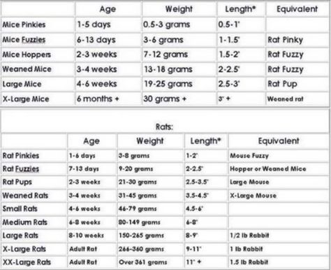 Rat/Mouse Size comparisson chart - Aussie Pythons & Snakes Ball Python Pet, Snake Breeds, Ball Python Care, Baby Ball Python, Dragon Food, Snakes For Sale, Snake Terrarium, Bearded Dragon Food, Snake Facts