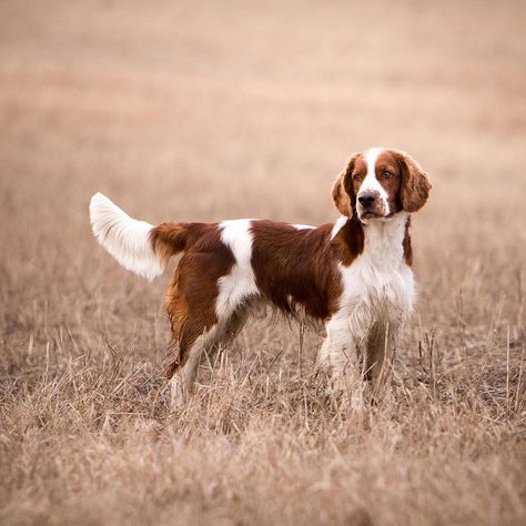 Dog Types, Mexican Hairless Dog, Irish Setter Dogs, Welsh Springer Spaniel, Akc Breeds, Spaniel Art, Hairless Dog, Dog Business, Bird Dog