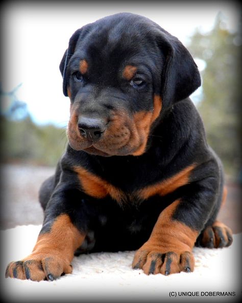 DOBERMAN PUPPIES FOR SALE - Unique Dobermans Puppies For Sale Doberman Breeders, Dogs Doberman, Doberman Puppies For Sale, European Doberman, Doberman Puppies, Doberman Puppy, Personal Protection, Puppy For Sale, Therapy Dogs