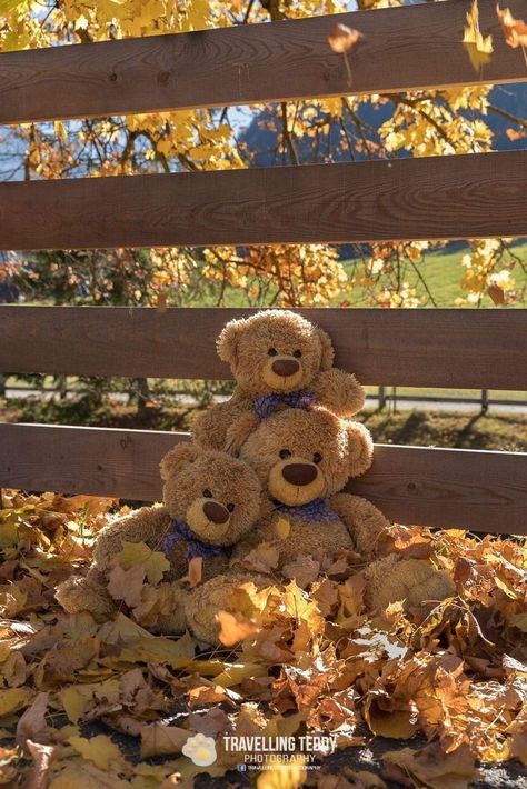 Teddy Bear Fall Aesthetic, Fall Teddy Bear, Cute Teddy Bear Pics, Teddy Pictures, Teddy Bear Images, Teddy Bear Wallpaper, Giant Teddy, Cuddly Teddy Bear, Teddy Bear Pictures