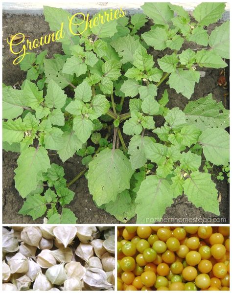 Ground Cherry Gardening Notes, Ground Cherries, Ground Cherry, Cherry Plant, Organic Insecticide, Interesting Plants, Gardening Vegetables, Dream Farm, Growing Veggies