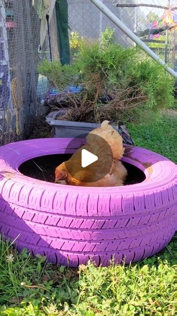 Duck Enrichment Ideas, Chicken Toys For Coop Diy, Chicken Playground Ideas Diy, Chicken Enrichment Ideas, Chicken Playground Ideas, Chicken Enrichment, Chicken Playground, Candy Animals, Yard Chickens