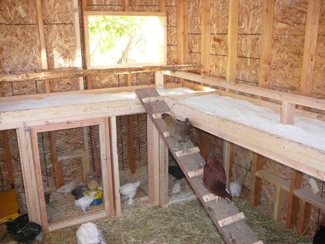 Poop Pictures, Inside Chicken Coop, Chicken Brooder, Chicken Roost, Cute Chicken Coops, Chicken Shed, Chicken Barn, Chicken Poop, Backyard Chicken Coop Plans