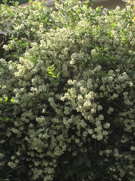 Star Valley Wyoming, Wind Garden, Interesting Textures, Mock Orange, Sea Holly, Crabapple Tree, Fragrant Plant, Seed Catalogs, Fine Gardening