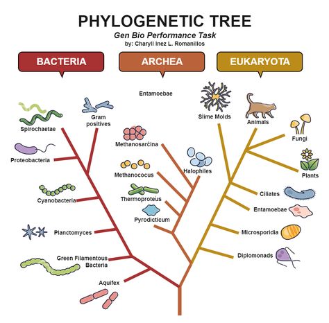 Phylogeny Evolutionary Phylogenetic Tree Tree Of Life Biology Evolution, Phylogenetic Tree Biology, Tree Simple Drawing, Bacteria Cartoon, Evolution Theory, Science Diagrams, Phylogenetic Tree, Earth History, Performance Tasks