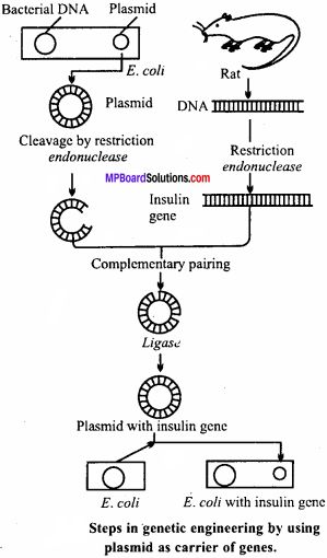 MP Board Class 12th Biology Important Questions Chapter 11 Biotechnology: Principles and Processes – MP Board Guru Transcription Notes, Dna Ligase, Dna Transcription, Microbiology Notes, Recombinant Dna, Book Questions, Dna Polymerase, Learn Biology, Dna Technology