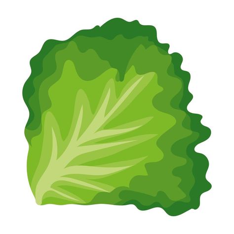 Lettuce Illustration, Night Sky Moon, Leaf Vector, Green Lettuce, Leaf Illustration, Lettuce Leaves, Leaves Vector, Paper Drawing, Cartoon Images