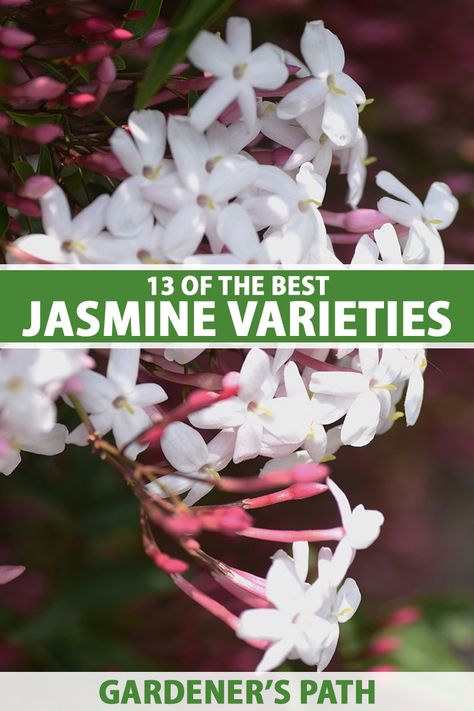 Jasmine Plant Outdoor, Jasmine Climber, Jasmine Bush, Jasmine Vines, Jasmine Tree, Carolina Jasmine, Starry Flowers, Jasmine You, Winter Jasmine