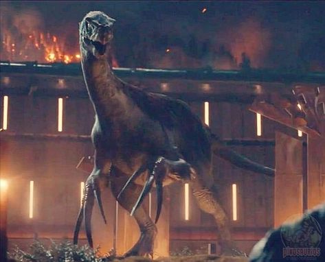 Jurassic world dominion Jurassic Park Raptor, Dino Island, Jurassic World Wallpaper, Jurassic Movies, Jurassic World 3, Jurassic World 2015, Jurassic World Dominion, Low Rider Girls, Jurrasic Park