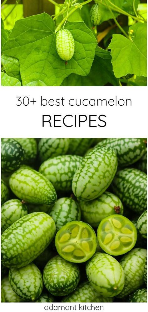 Explore Real Food Recipes & Healthy Recipes with 30+ best cucamelon recipes. From pickled cucamelons to refreshing summer salads and cocktails, these recipes highlight the versatility of these tiny "mouse melon" cucumbers. Discover new ways to enjoy cucamelons. Find more cucamelon recipes, summer vegetables, and cucumber recipes at adamantkitchen.com. Dill Pickled Cucamelons, Cucamelon Pickles, Mouse Melon, Cucamelon Recipes, Gooseberry Recipes, Melon Recipes, Melon Salad, Foraging Recipes, Sides Recipes